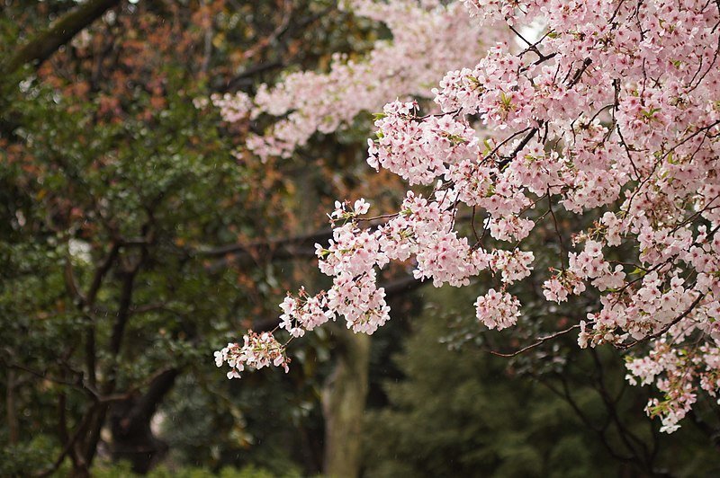 Tur Gratis di Tokyo, Jepang