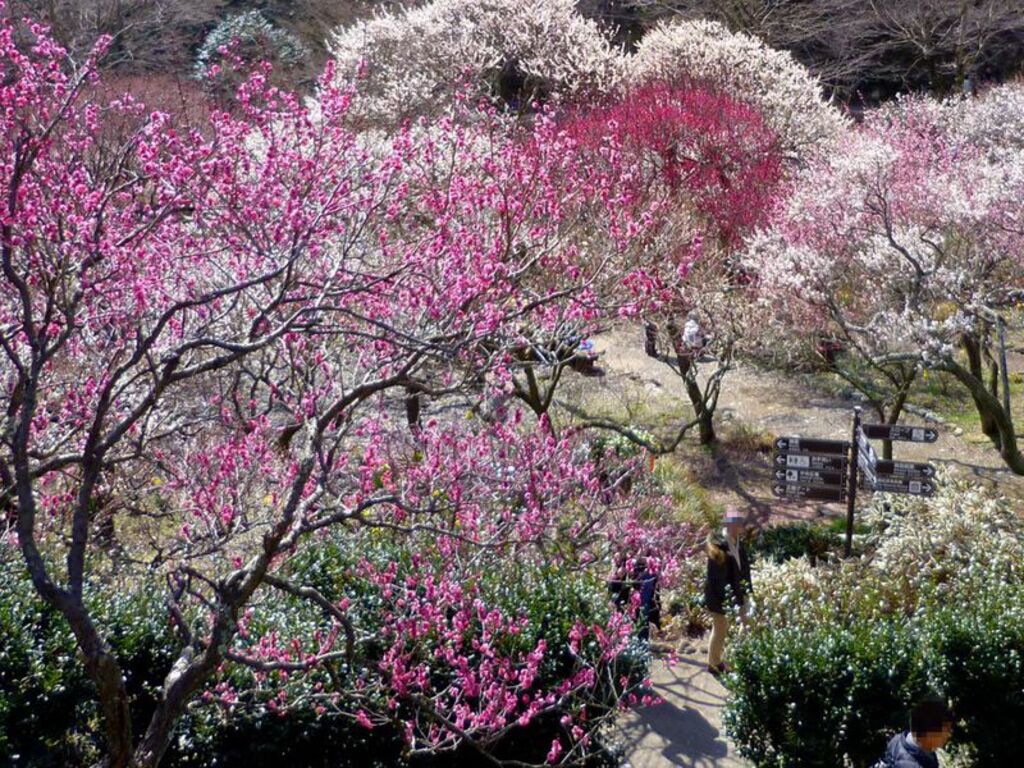 10 Festival Bunga Terbaik di Jepang